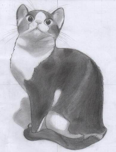 Cat Drawing